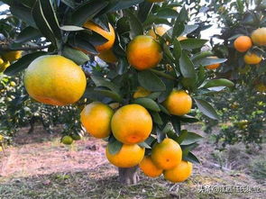 国内特早柑橘十大品种介绍